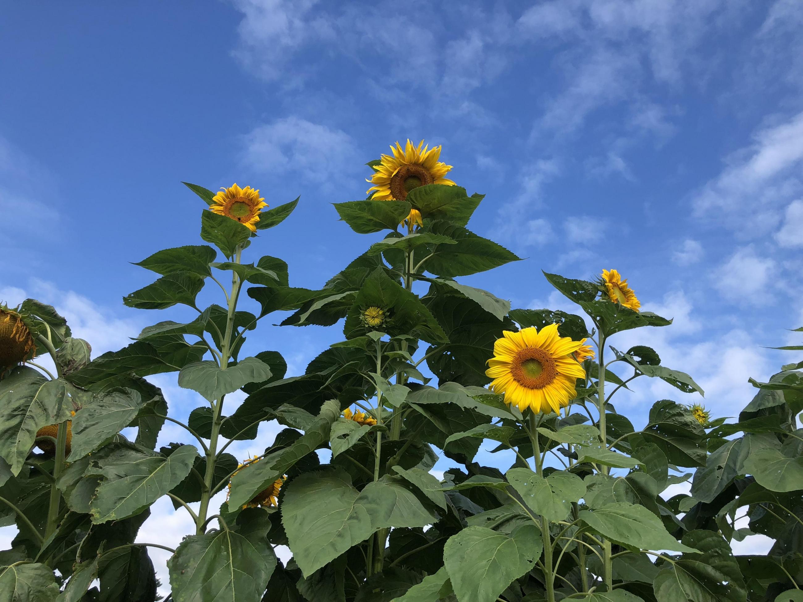 Sunflower House The Woodstock Inn and Resort